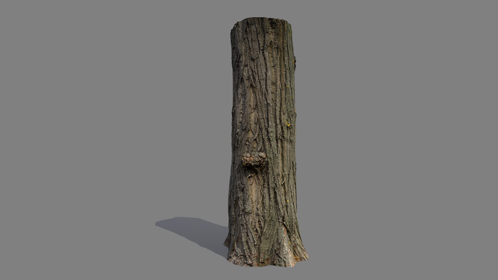 3D Black poplar trunk scan PBR 8K https://p.turbosquid.com/ts-thumb/Vd/IENXKz/YV/black_poplar14/jpg/1730111861/1920x1080/fit_q87/49df5d332aa151691f3a61feb20b9efa16faee95/black_poplar14.jpg
