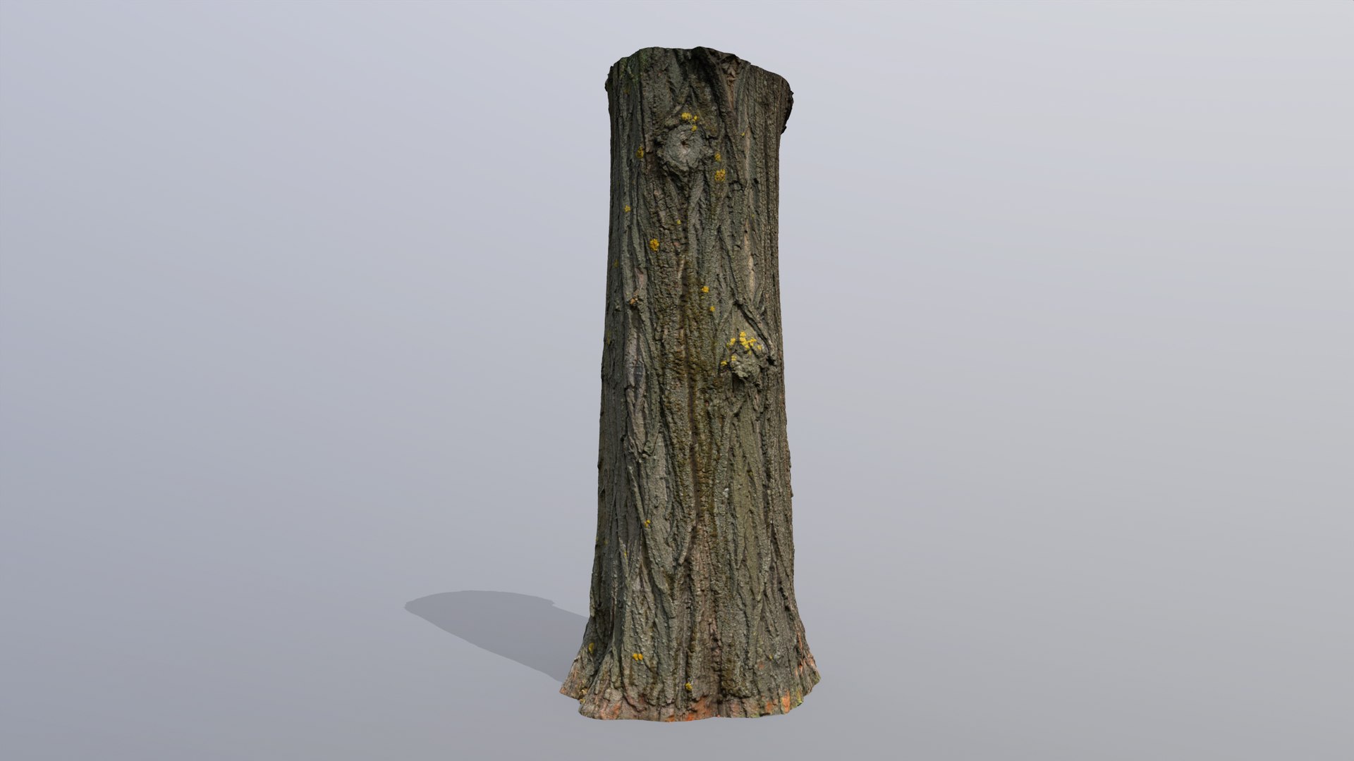 3D Black poplar trunk scan PBR 8K https://p.turbosquid.com/ts-thumb/Vd/IENXKz/xD/black_poplar12/jpg/1730111861/1920x1080/fit_q87/f8524a8691eeaefe5e2a12d7311d03d2c95b552d/black_poplar12.jpg