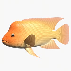 Midas cichlid