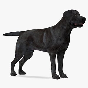 Labrador Dog Black Rigged for Modo 3D