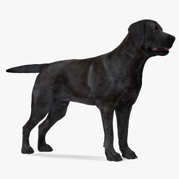 Labrador 3D Models for Download | TurboSquid