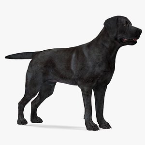 Labrador Dog Black Rigged for Modo