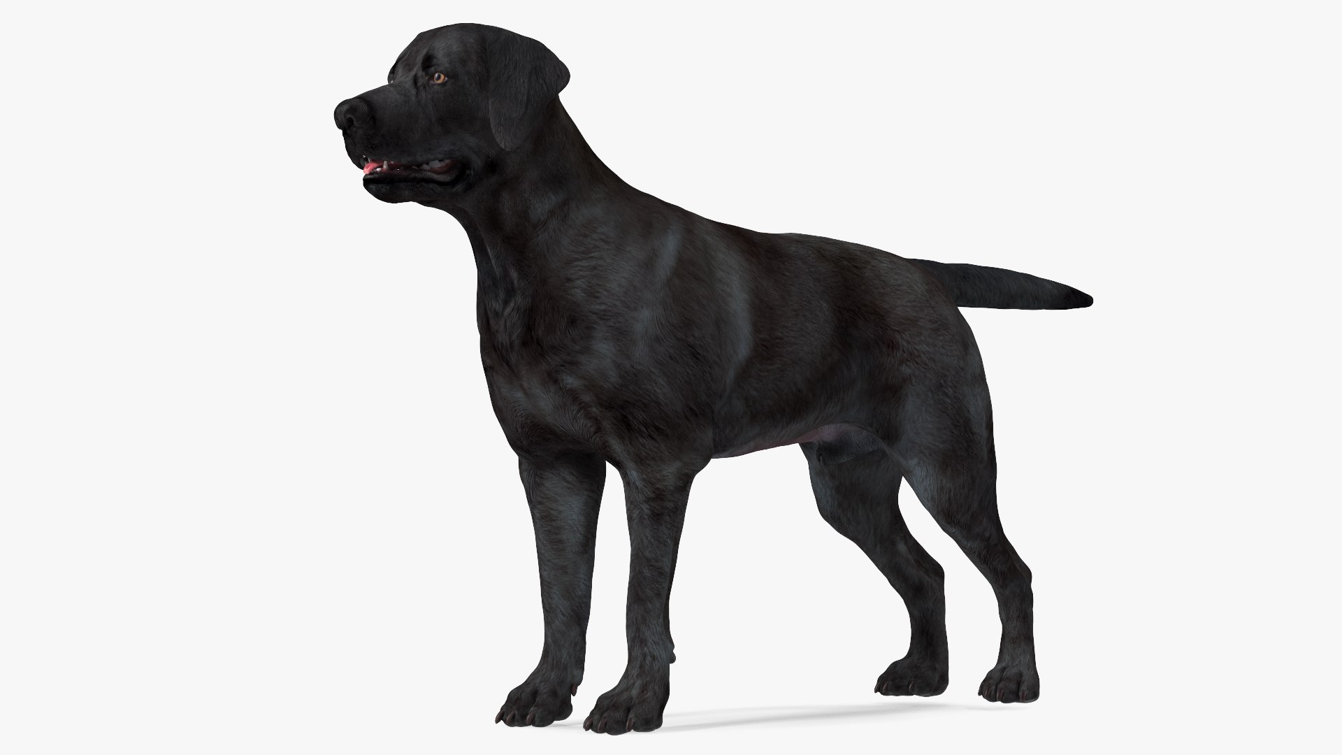 Labrador Dog Black Rigged for Modo 3D model preview