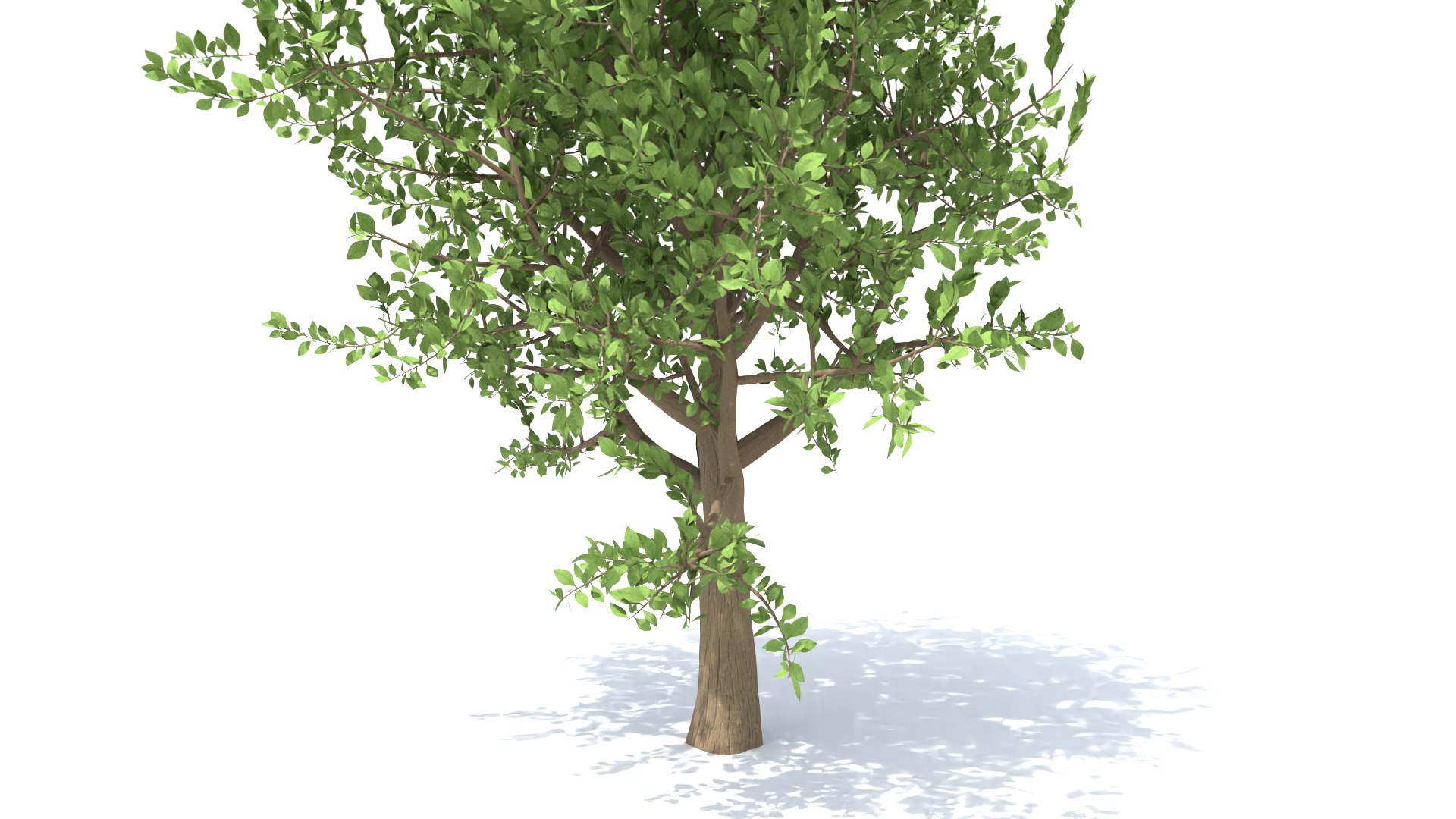 3D 5 Elm Trees Set model - TurboSquid 2173826