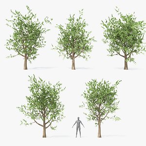 3D 5 Elm Trees Set model