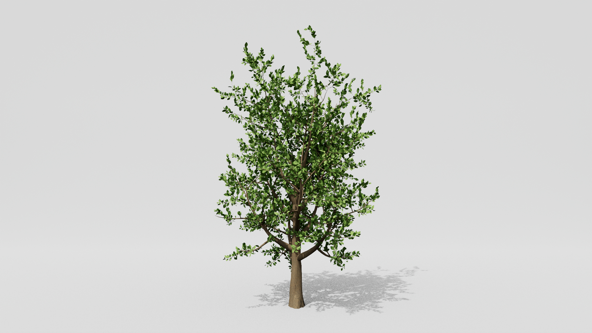 3D 5 Elm Trees Set Model - TurboSquid 2173826