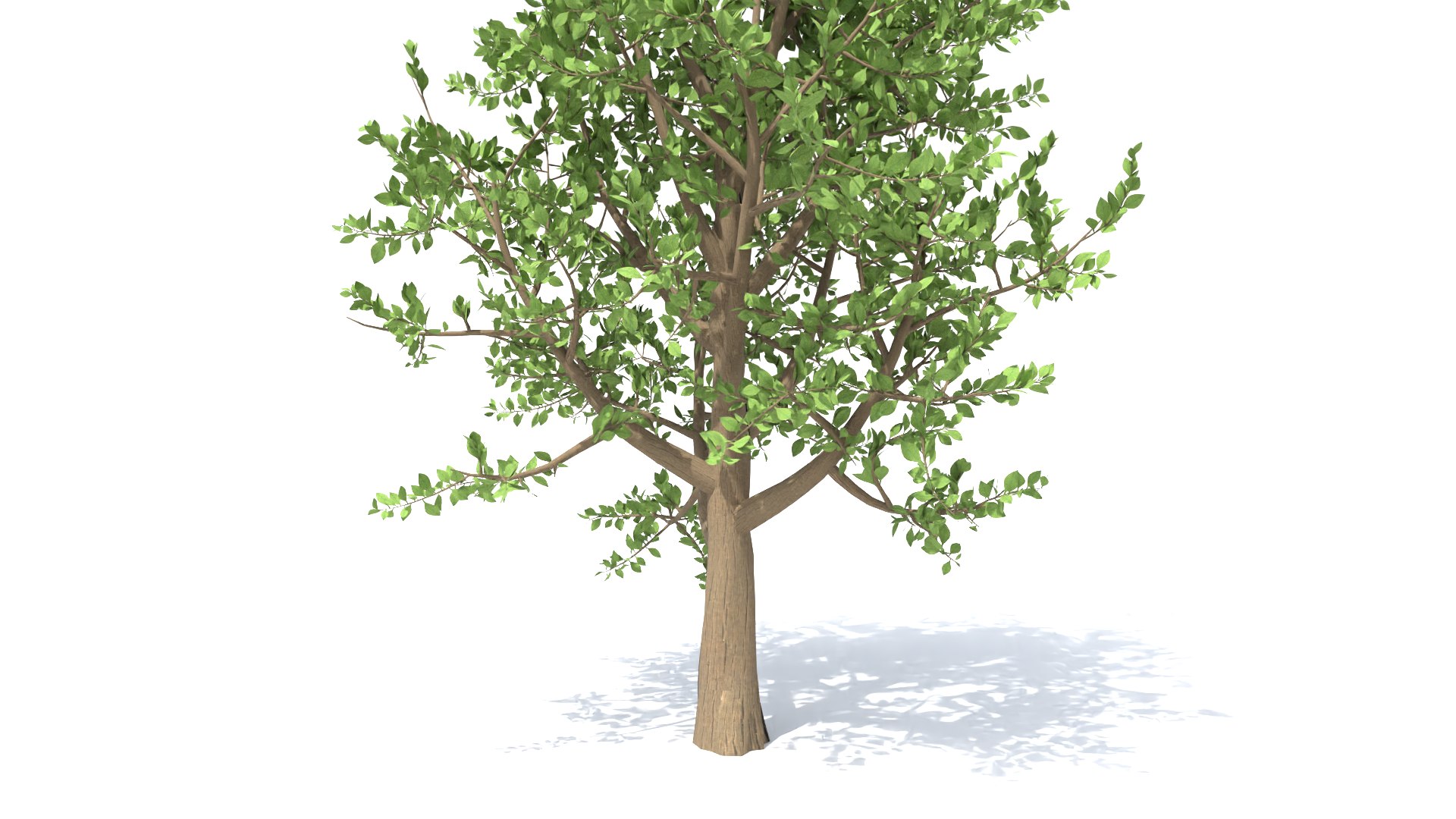 3D 5 Elm Trees Set Model - TurboSquid 2173826