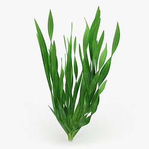 Tape Aquarium Grass 3D Model