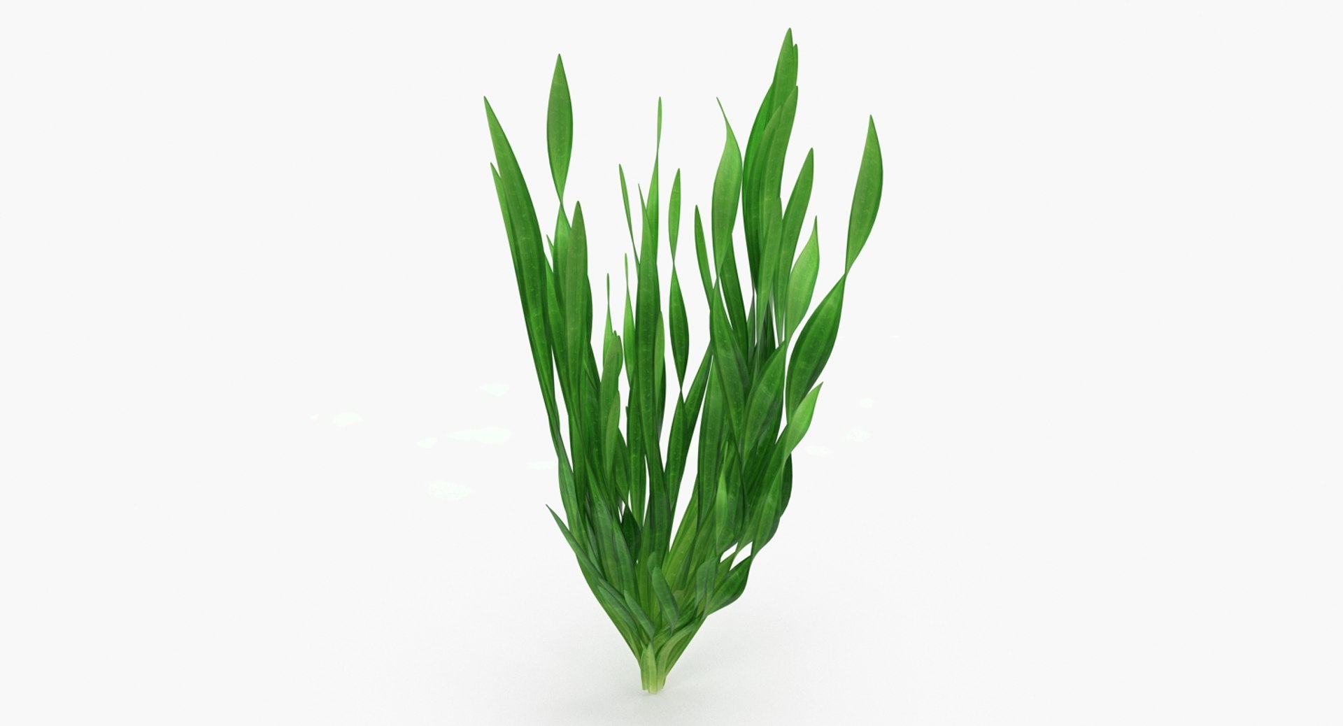 Tape Aquarium Grass 3D Model 3D model preview