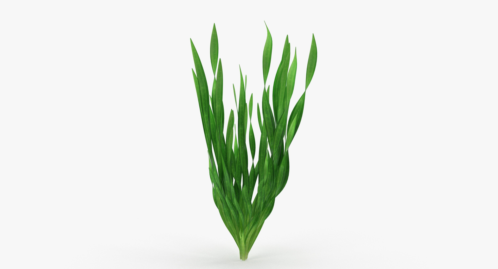 Tape Aquarium Grass 3D Model TurboSquid 1286621