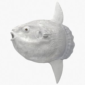 3D Ocean Sunfish Common Mola Rigged for Cinema 4D