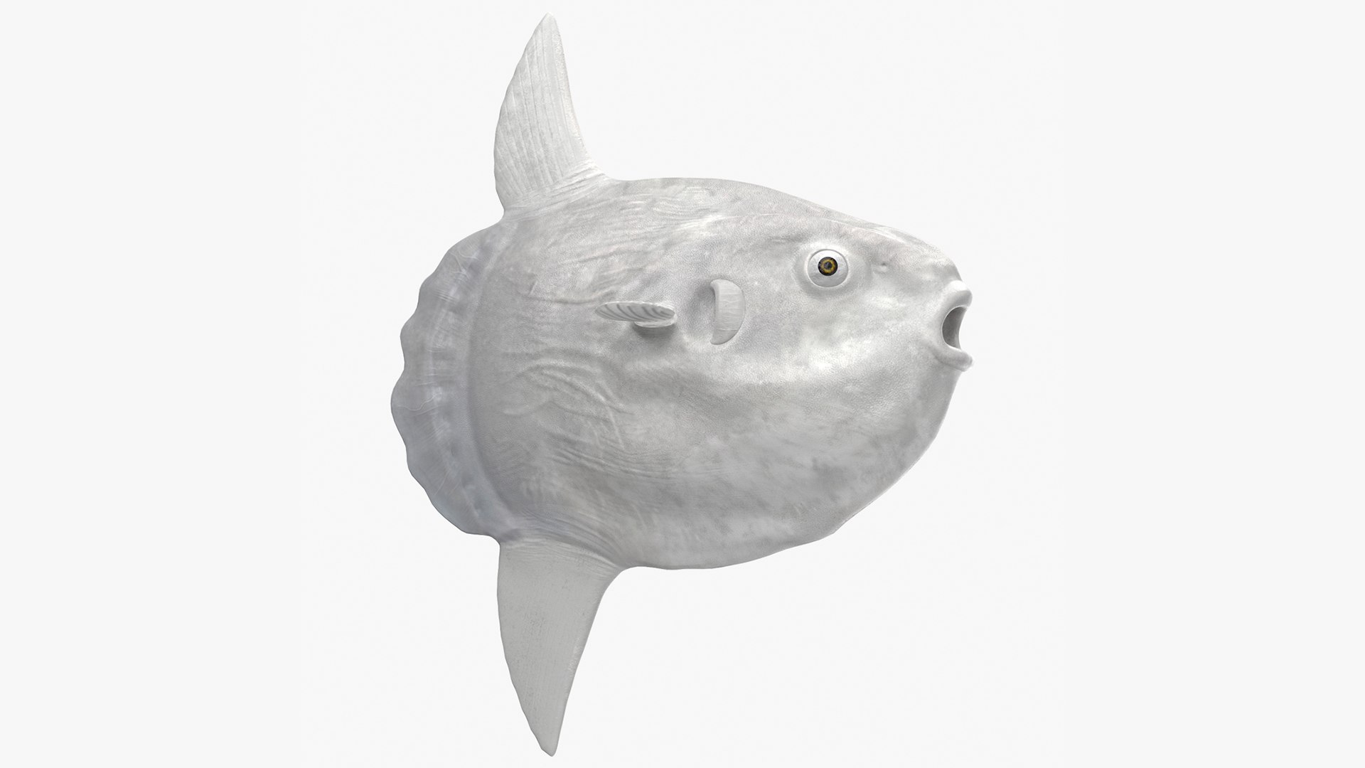 Ocean Sunfish Common Mola Rigged for Cinema 4D 3D model preview
