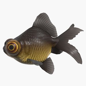 Black Moor Goldfish