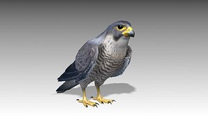3D model falcon animations
