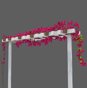 bougainvillea
