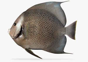 grey angelfish 3D