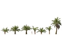 Highpoly  Low Poly Elaeis Guineensis - African Oil Palm