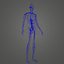 body arteries veins 3D model