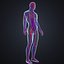 body arteries veins 3D model