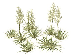 HighpolyLow Poly  - Yucca filamentosa Bright Edge - Adams needle and thread
