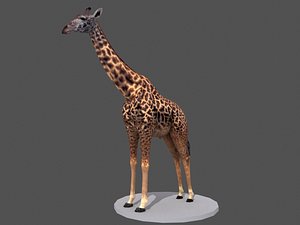 maya girrafe