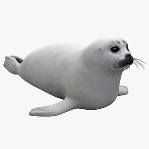 Juvenile Harp Seal