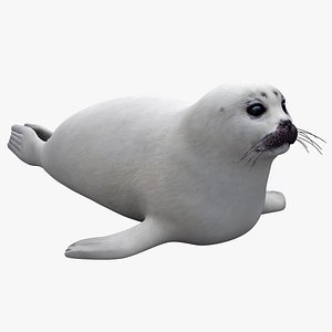 Juvenile Harp Seal
