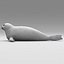 juvenile harp seal c4d
