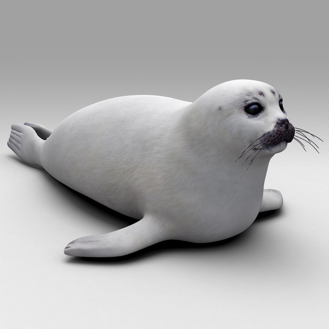 juvenile harp seal c4d https://p.turbosquid.com/ts-thumb/Ve/hcA7fn/WIEI1LSc/96747_juvenile_harp_seal_0000_/jpg/1360248288/1920x1080/fit_q87/9a6bd047b04823cbbc875125e2015e484f495b94/96747_juvenile_harp_seal_0000_.jpg