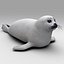 juvenile harp seal c4d