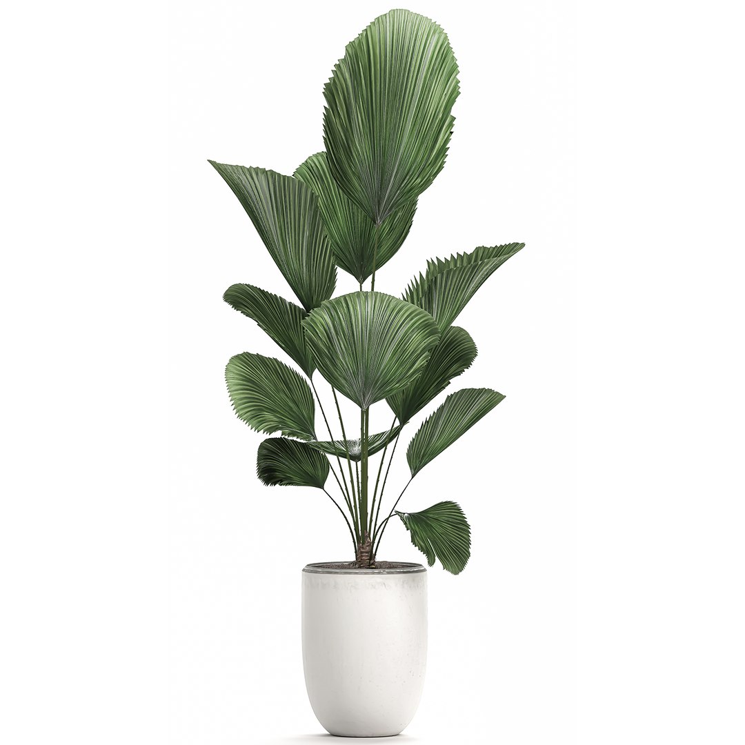 3D decorative palm white pots model https://p.turbosquid.com/ts-thumb/Ve/jy3ZJ6/4Vno21ZE/licuala2404202002/jpg/1587807107/1920x1080/fit_q87/f6f7ad00f3221d7594ea28754e4e2298c21b195e/licuala2404202002.jpg