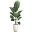 Decorative Licuala palm in a white flowerpot 522