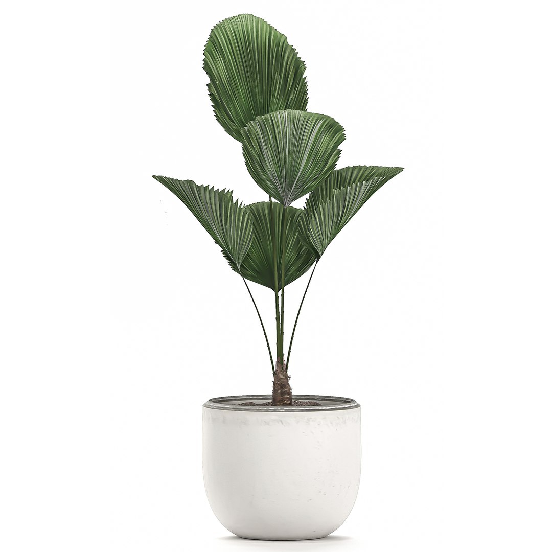 3D decorative palm white pots model https://p.turbosquid.com/ts-thumb/Ve/jy3ZJ6/4jfLMIBM/licuala2404202003/jpg/1587807107/1920x1080/fit_q87/65d46bef035d99846373a2f7d9c8f0b6d919fbfa/licuala2404202003.jpg