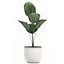 Decorative Licuala palm in a white flowerpot 522