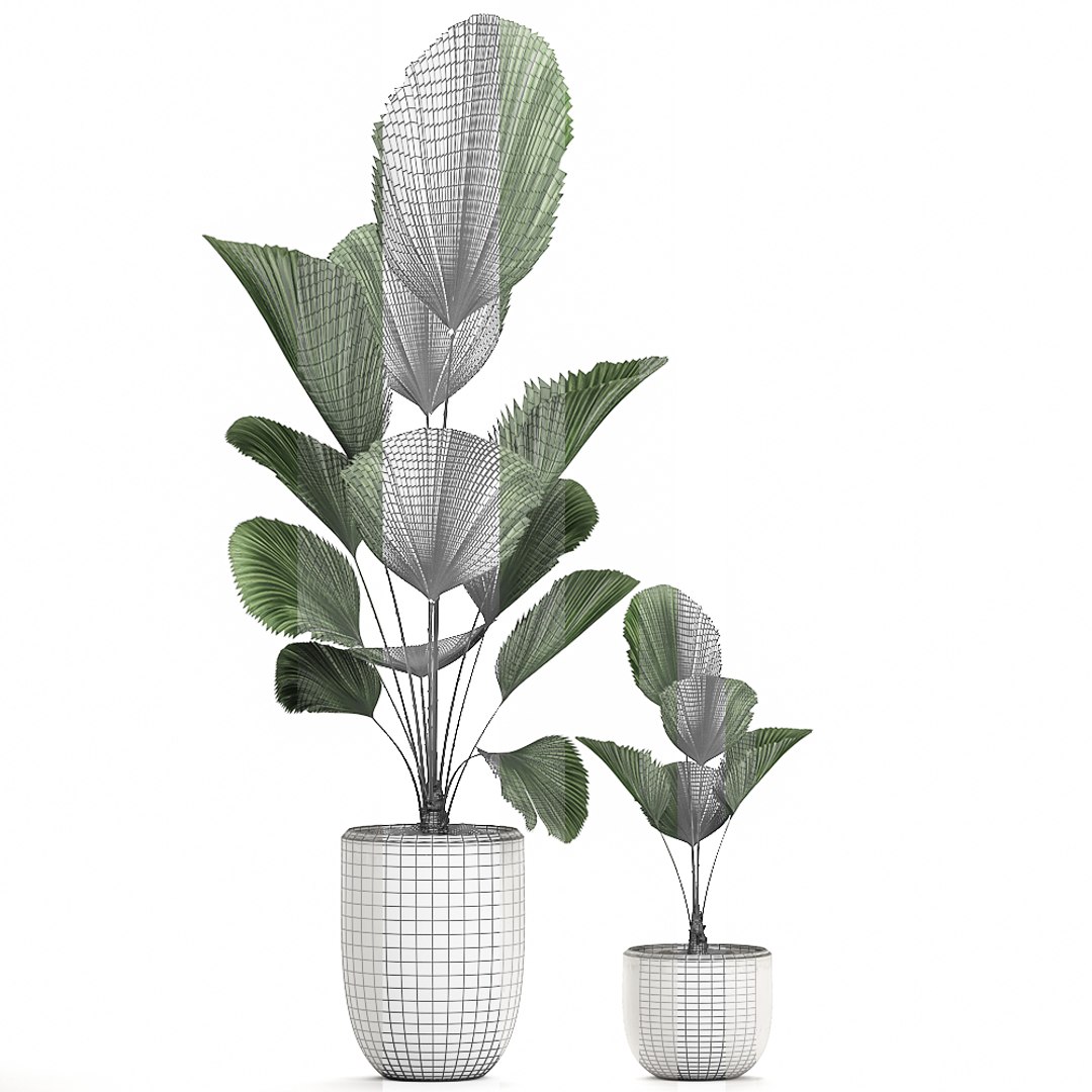 3D decorative palm white pots model https://p.turbosquid.com/ts-thumb/Ve/jy3ZJ6/WZrvgDJN/licuala2404202007/jpg/1587807107/1920x1080/fit_q87/6e8491408922f919f8e4ac97f8a858f82ed4ca4f/licuala2404202007.jpg