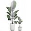 Decorative Licuala palm in a white flowerpot 522
