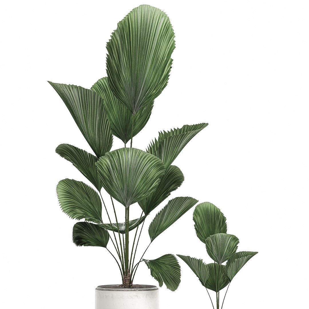 3D decorative palm white pots model https://p.turbosquid.com/ts-thumb/Ve/jy3ZJ6/XEl1aL8a/licuala2404202001/jpg/1587807107/1920x1080/fit_q87/46765b689e3f006a8c9985daf8416f7a264995a0/licuala2404202001.jpg