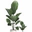 Decorative Licuala palm in a white flowerpot 522