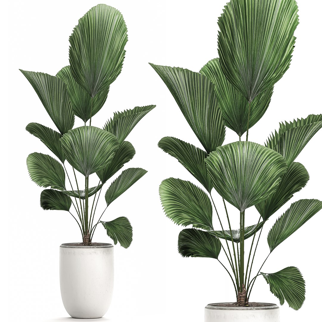 3D decorative palm white pots model https://p.turbosquid.com/ts-thumb/Ve/jy3ZJ6/YCISL7y0/licuala2404202005/jpg/1587807107/1920x1080/fit_q87/2b3f12ecebac85a7a027004df5ad370a088f38bf/licuala2404202005.jpg
