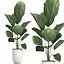 Decorative Licuala palm in a white flowerpot 522