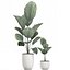 Decorative Licuala palm in a white flowerpot 522