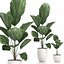 Decorative Licuala palm in a white flowerpot 522