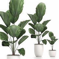 Decorative Licuala palm in a white flowerpot 522