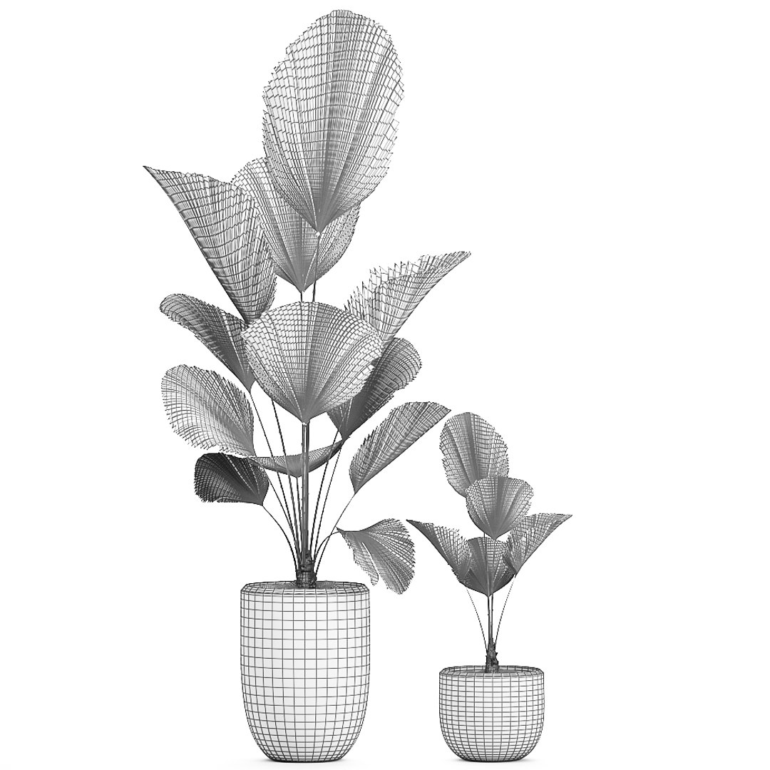 3D decorative palm white pots model https://p.turbosquid.com/ts-thumb/Ve/jy3ZJ6/qCtBaU5o/licuala2404202009/jpg/1587807107/1920x1080/fit_q87/7f346325d334cb70deaa1125cc36904f9998a88a/licuala2404202009.jpg