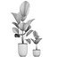 Decorative Licuala palm in a white flowerpot 522
