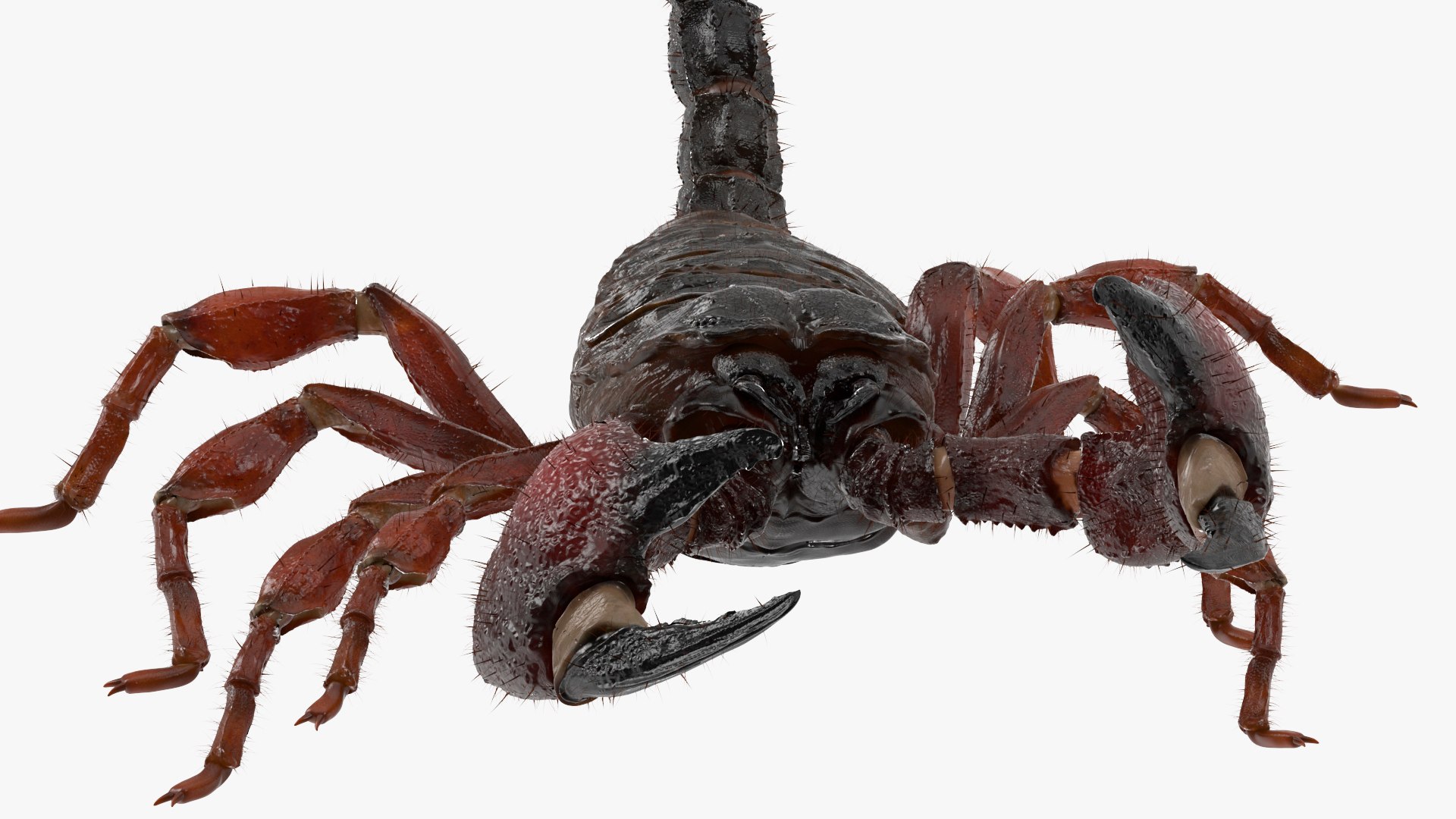 Hunting Scorpion Fur Animated Rigged for Cinema 4D 3D model https://p.turbosquid.com/ts-thumb/Ve/oTIS08/9i/hunting_scorpion_fur_animated_rigged_010/jpg/1766609529/1920x1080/fit_q87/8d5021417aa2e364e83fd6b14c8e5ad6adbd8566/hunting_scorpion_fur_animated_rigged_010.jpg
