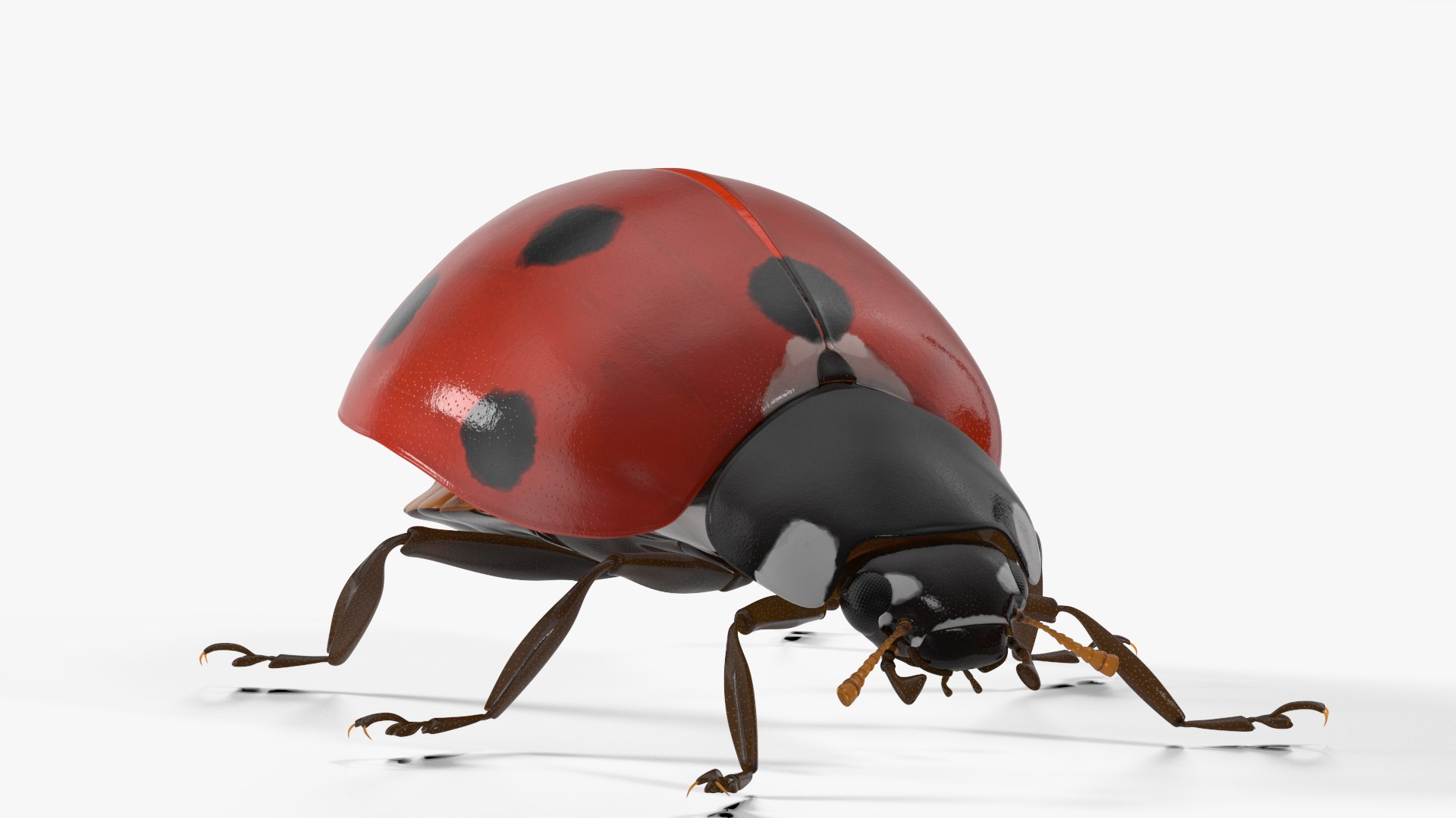 Hunting Scorpion Fur Animated Rigged for Cinema 4D 3D model https://p.turbosquid.com/ts-thumb/Ve/oTIS08/J3/hunting_scorpion_fur_animated_rigged_016/jpg/1766609547/1920x1080/fit_q87/77626d915be98258b7bdf866f5a3e7780889b567/hunting_scorpion_fur_animated_rigged_016.jpg