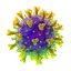 coronavirus covid-19 3D model