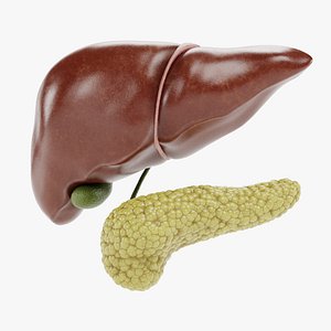 Liver with Pancreas 3D model