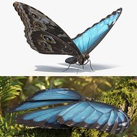 Morpho Peleides Tropical Butterfly Blue Rigged